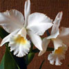 flower4